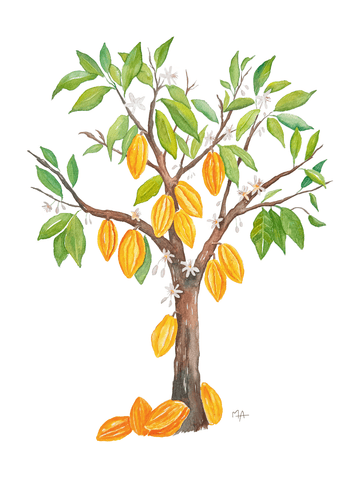 Carte - Cacaoyer