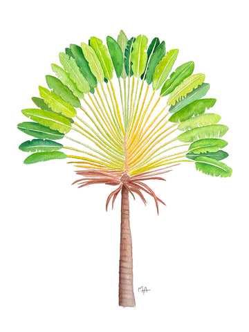 Affiche - Arbre du voyageur