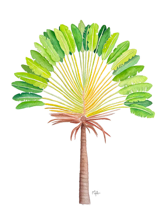 Affiche - Arbre du voyageur