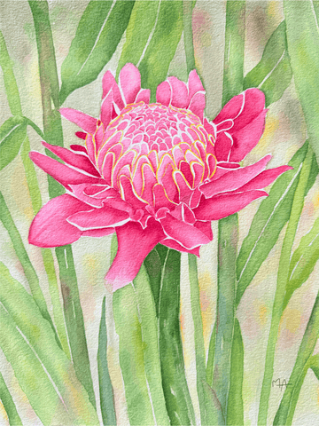 Affiche - Rose de porcelaine