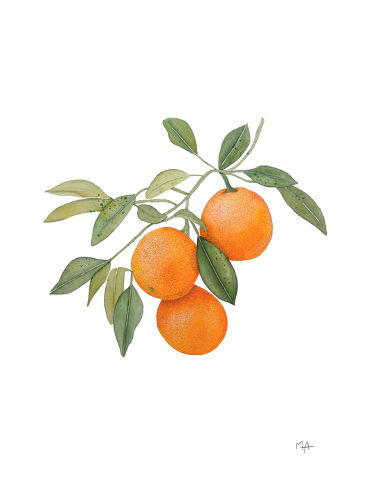 Affiche - Oranges